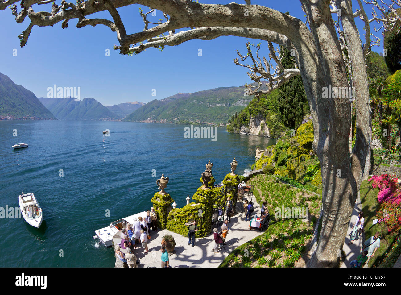 Pruned plane trees in spring sunshine, Villa Balbianello, Lenno, Lake Como, Northern Italy, Europe Stock Photo