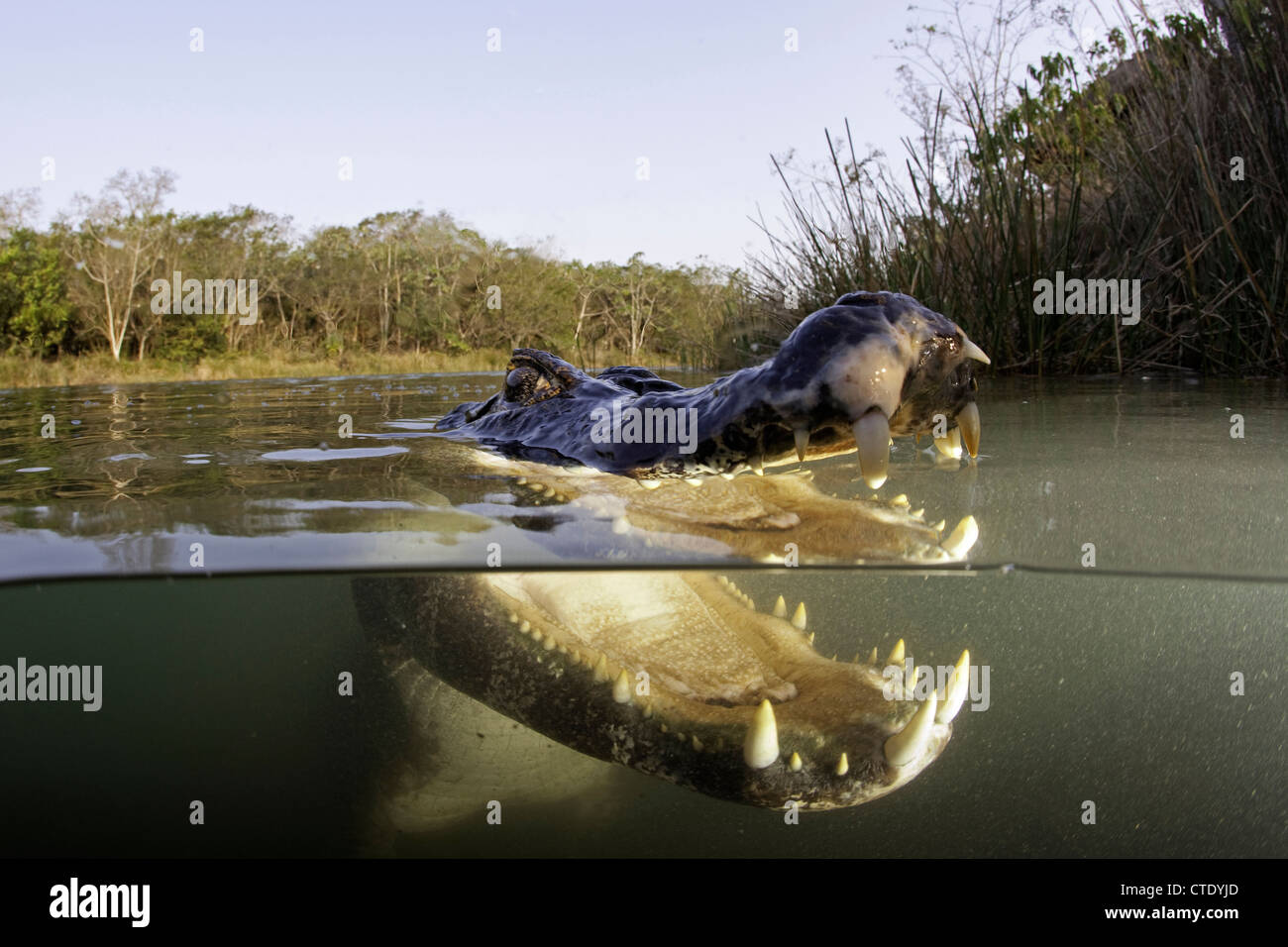 Spectacled Caiman, Caiman crocodilus, Rio Baia Bonita, Bonito, Mato Grosso do Sul, Brazil Stock Photo