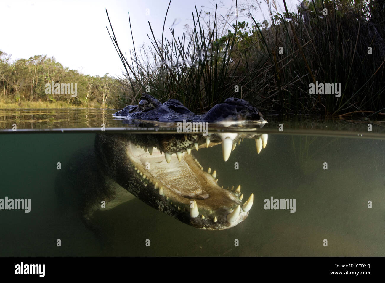 Spectacled Caiman, Caiman crocodilus, Rio Baia Bonita, Bonito, Mato Grosso do Sul, Brazil Stock Photo