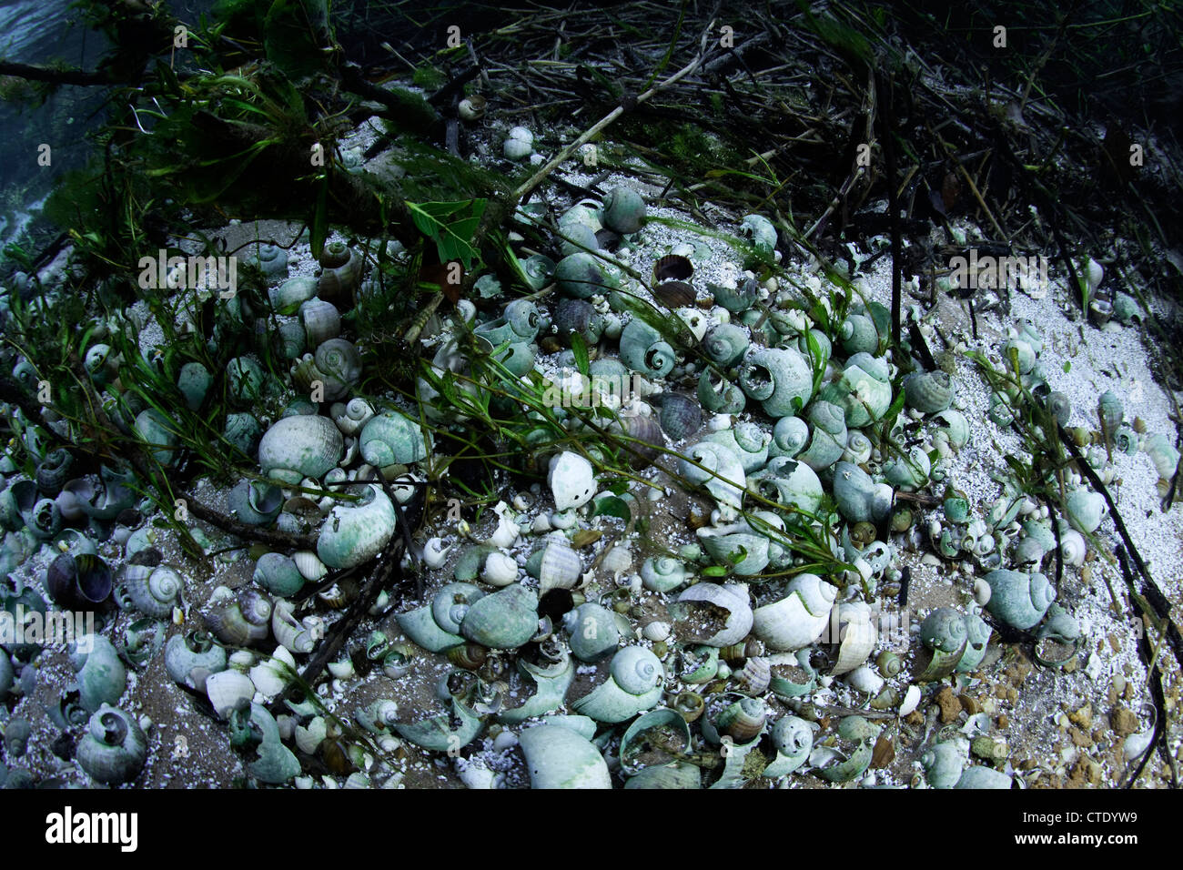 Empty Snail Shells in Rio Sucuri Spring, Rio Sucuri, Bonito, Mato Grosso do Sul, Brazil Stock Photo
