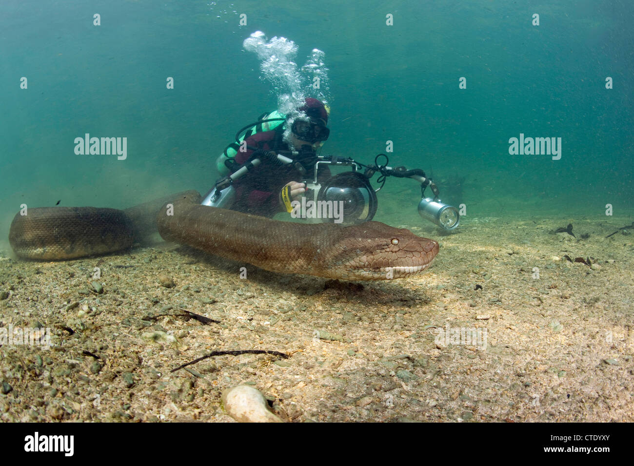 Scuba Diver photographing Green Anaconda, Eunectes murinus, Rio Formoso