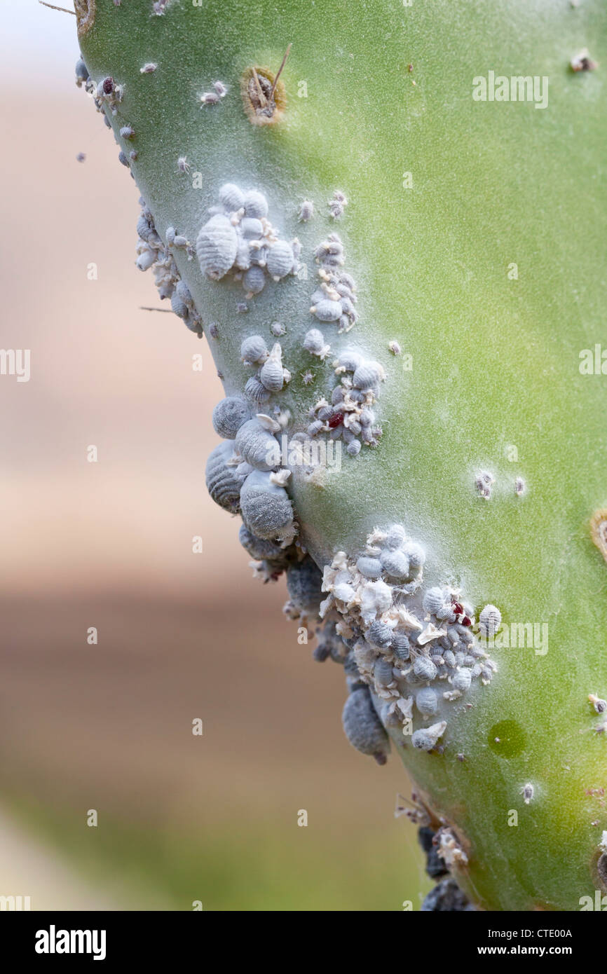 Cochenille mealy bugs on cacti - Mala, Lanzarote, Canary Islands, Spain,  Europe Stock Photo - Alamy