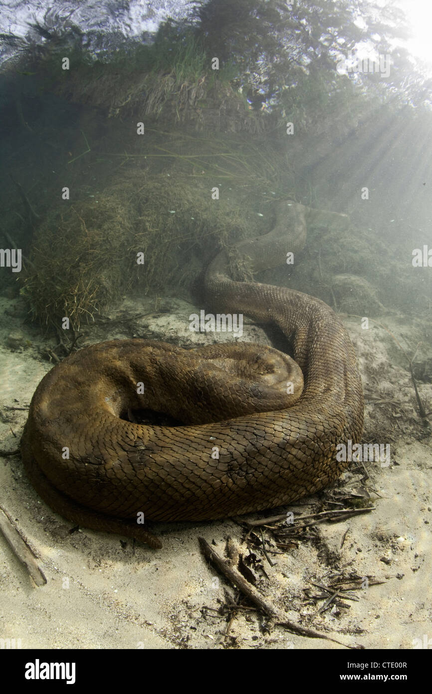 Anaconda Brazil Hi Res Stock Photography And Images Alamy Anaconda Brazil Hi Res Stock Photography And Images Alamy