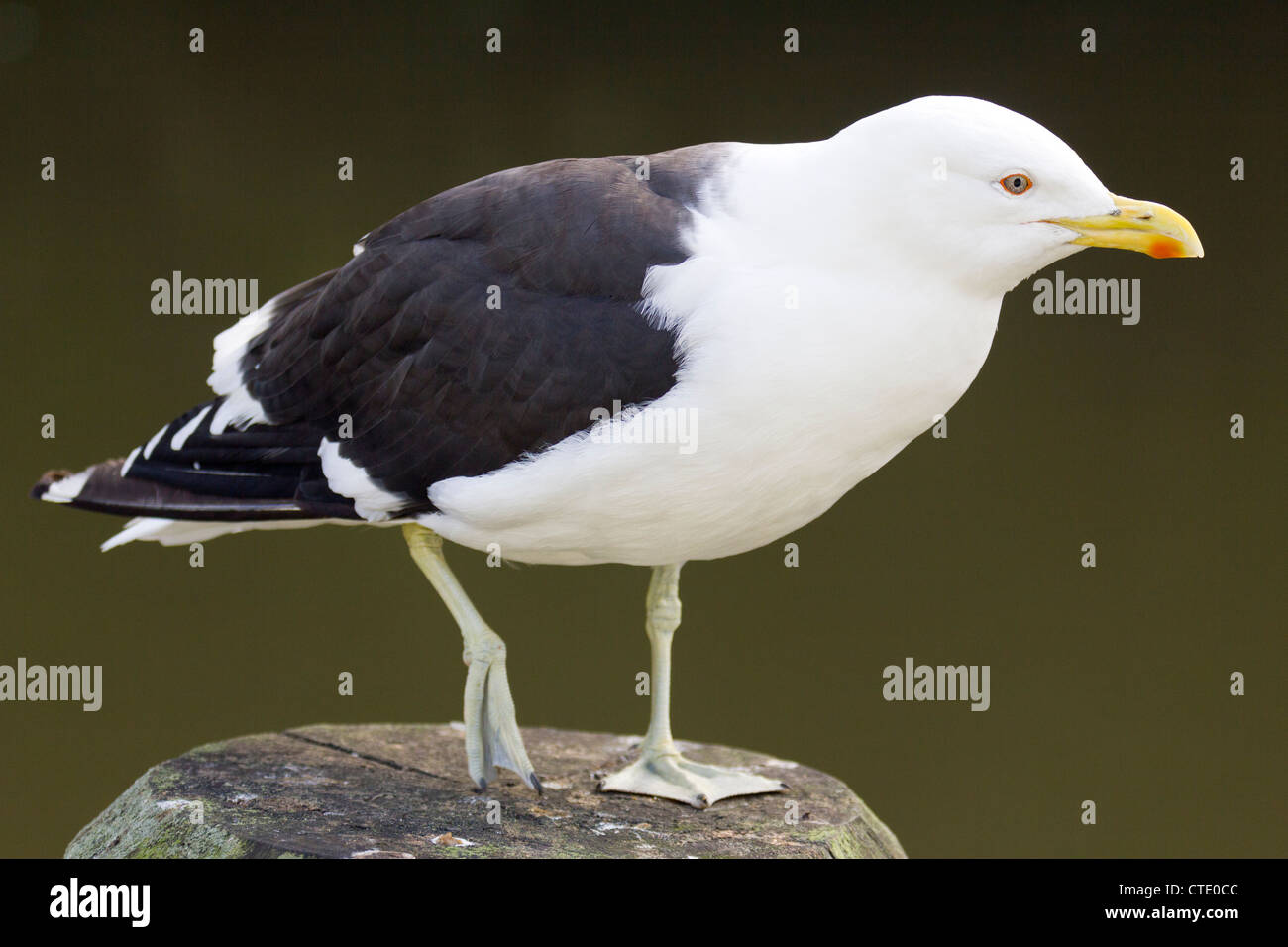 Black-backed seagull at Whangarei, New Zealand Stock Photo