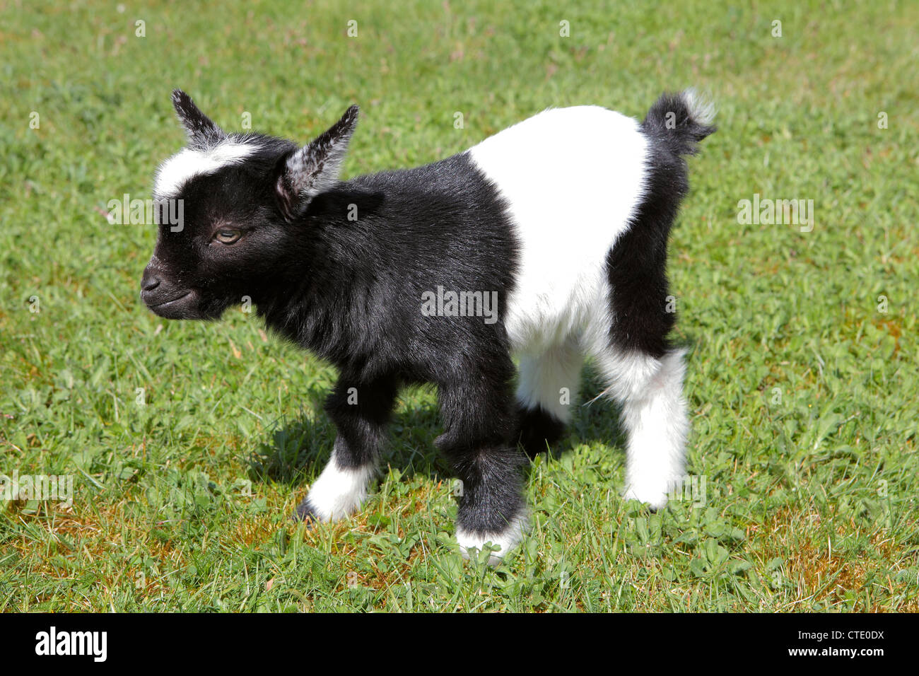 A baby Pygmy goat outdoors Stock Photo