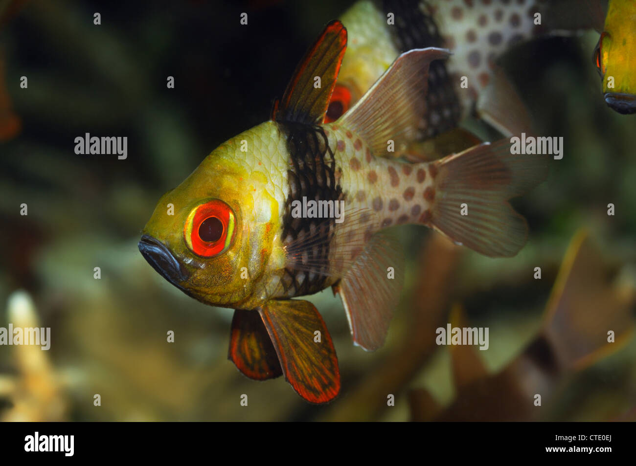Pyjama Cardinalfish, Sphaeramia nematoptera, Lembeh Strait, North ...