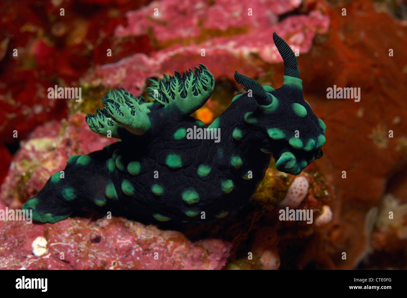Green Nudibranch, Nembrotha kubaryana, Lembeh Strait, North Sulawesi, Indonesia Stock Photo