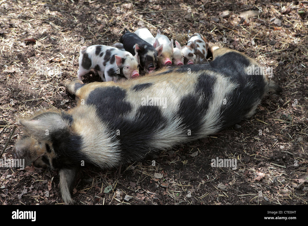 A rare breed, Kune Kune pig suckling her piglets Stock Photo