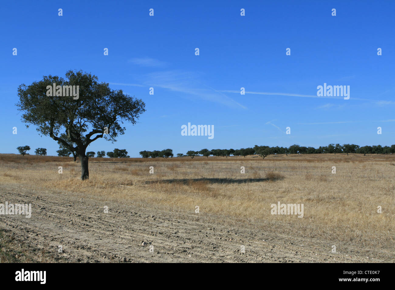 Landscape with tree blue sky Stock Photo - Alamy