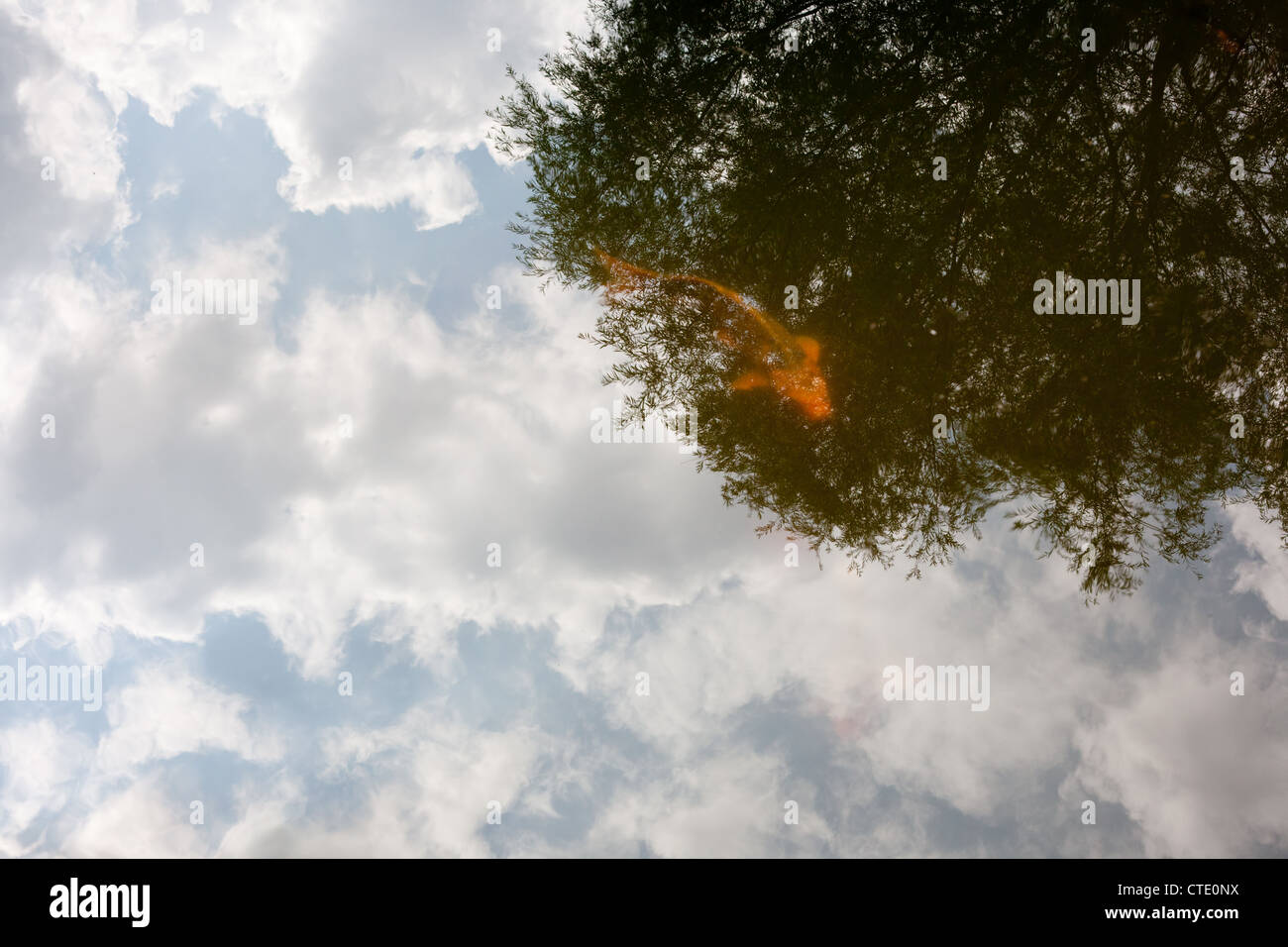 Red fish in a lake; reflection in water from tree and sky Stock Photo
