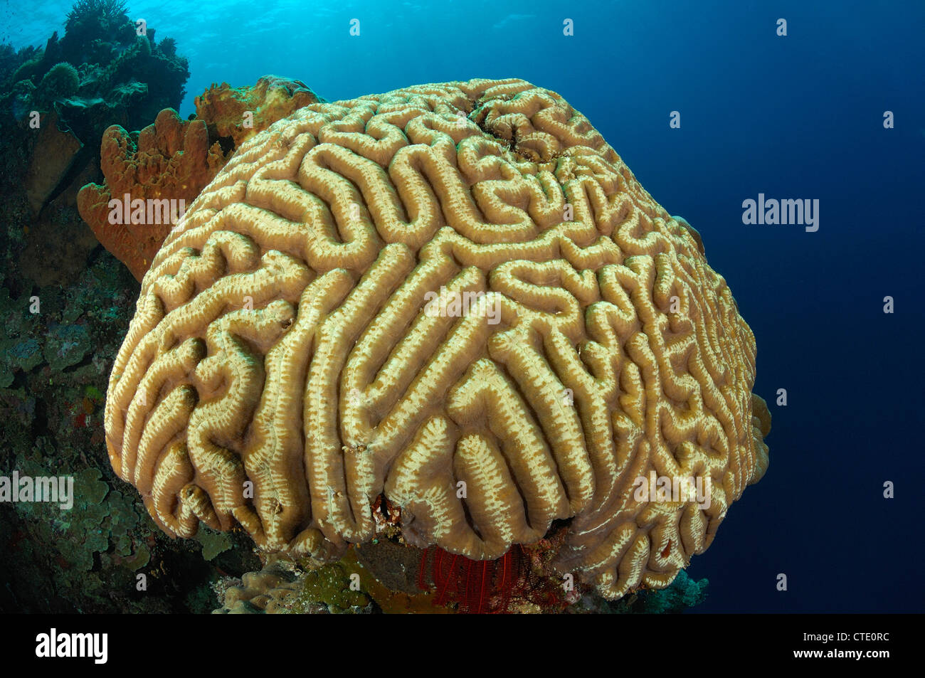 Symphyllia Brain Coral, Symphyllia sp., Bunaken, North Sulawesi, Indonesia Stock Photo