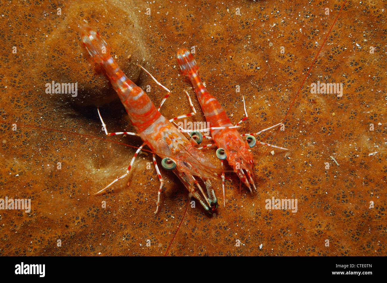 Striped Dancing Shrimp, Cinetorhynchus striatus, Bunaken, North Sulawesi, Indonesia Stock Photo