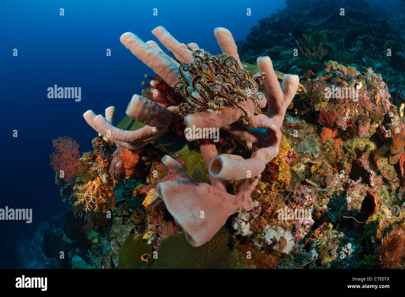Tube Sponge in Coral Reef, Haliclona fascigera, Bunaken, North Sulawesi