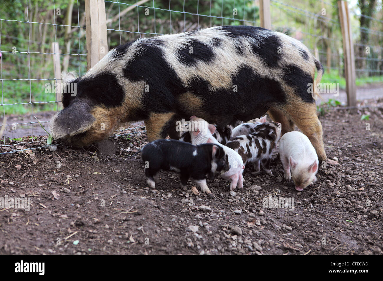 A rare breed, Kune Kune pig suckling her piglets Stock Photo