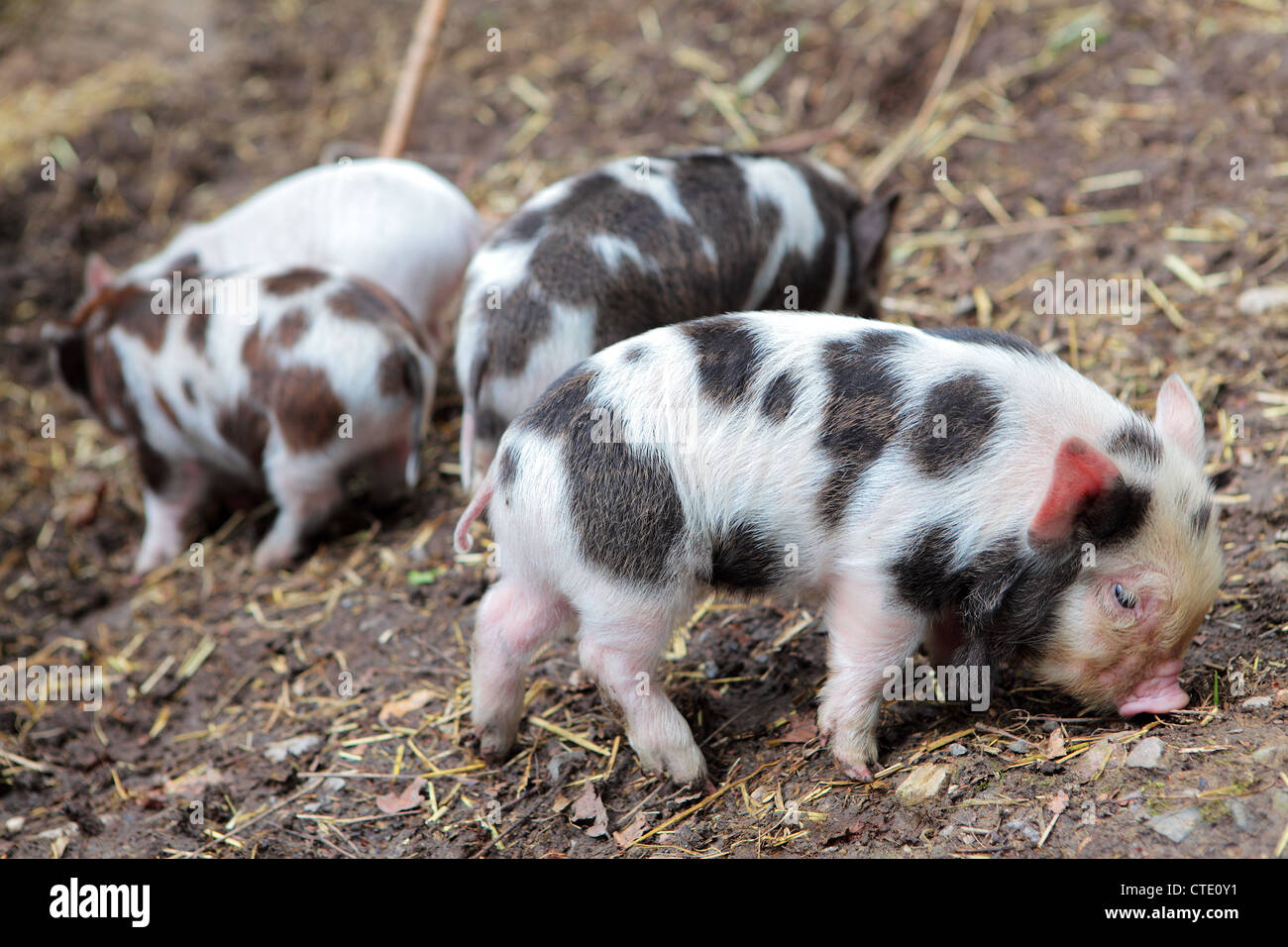 Small group of rare breed Kune Kune piglets Stock Photo