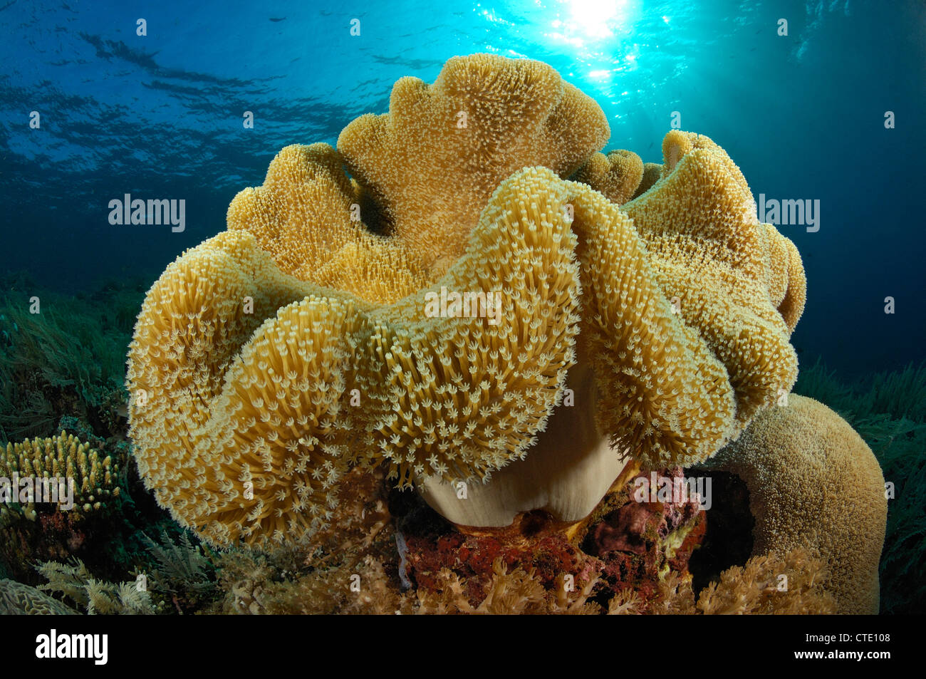Mushroom Leather Coral, Sarcophyton sp., Bunaken, North Sulawesi, Indonesia Stock Photo