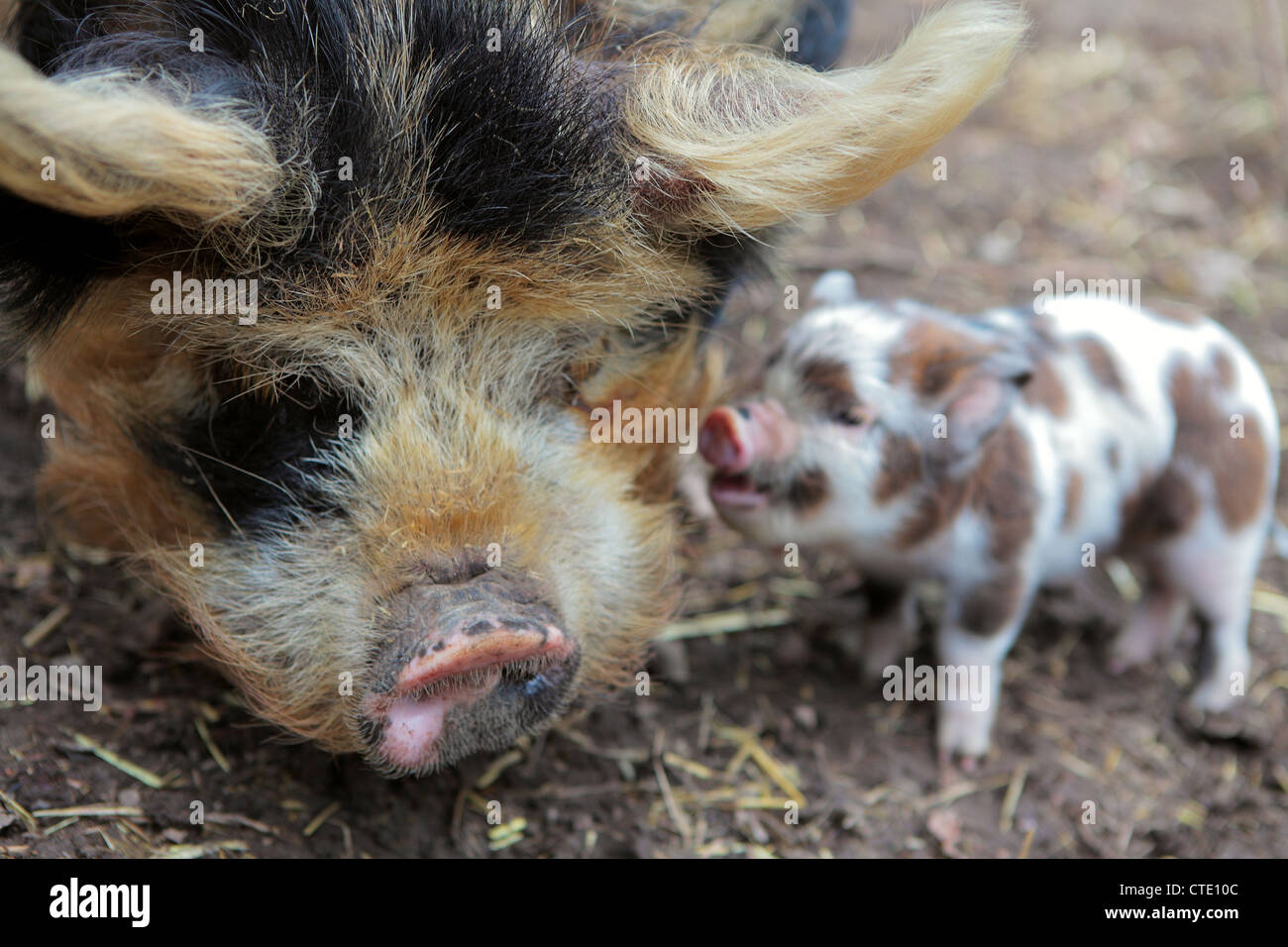 A rare breed Kune Kune pig and her piglet Stock Photo