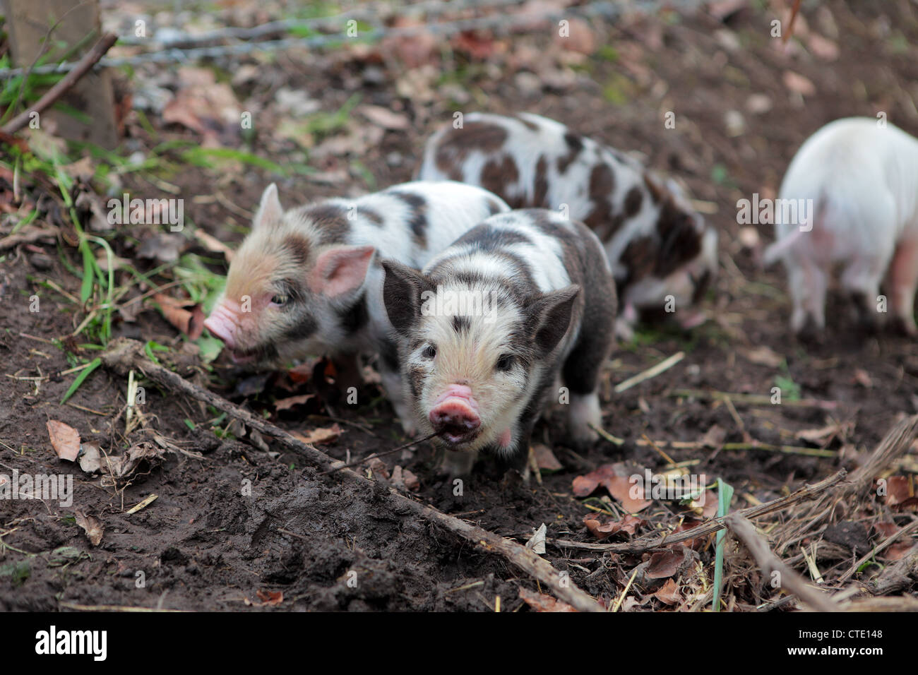 Rare breed Kune Kune piglets Stock Photo