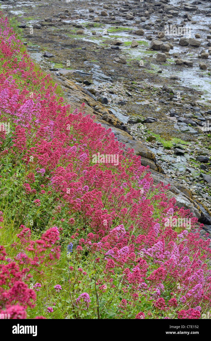 Red valerian, centranthus ruber, established on coastal rocks in tidal Bay, Holy Island, Northumberland, England, June Stock Photo