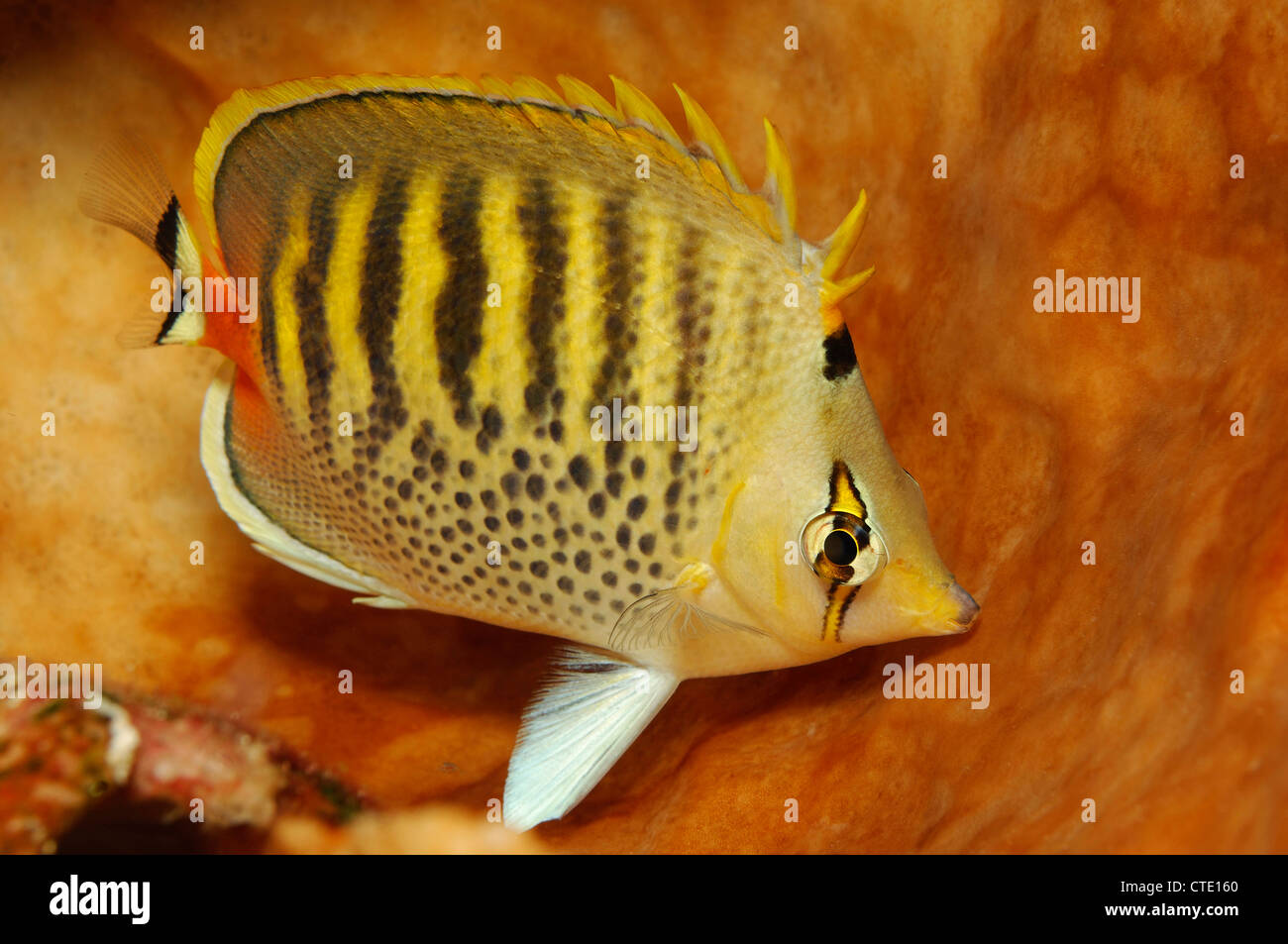 Spot-banded Butterflyfish, Chaetodon punctatofasiatus, Bunaken, North Sulawesi, Indonesia Stock Photo