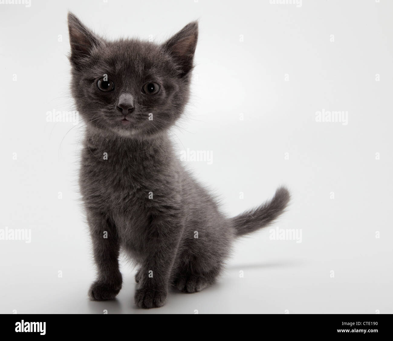 A grey kitten looking to camera Stock Photo