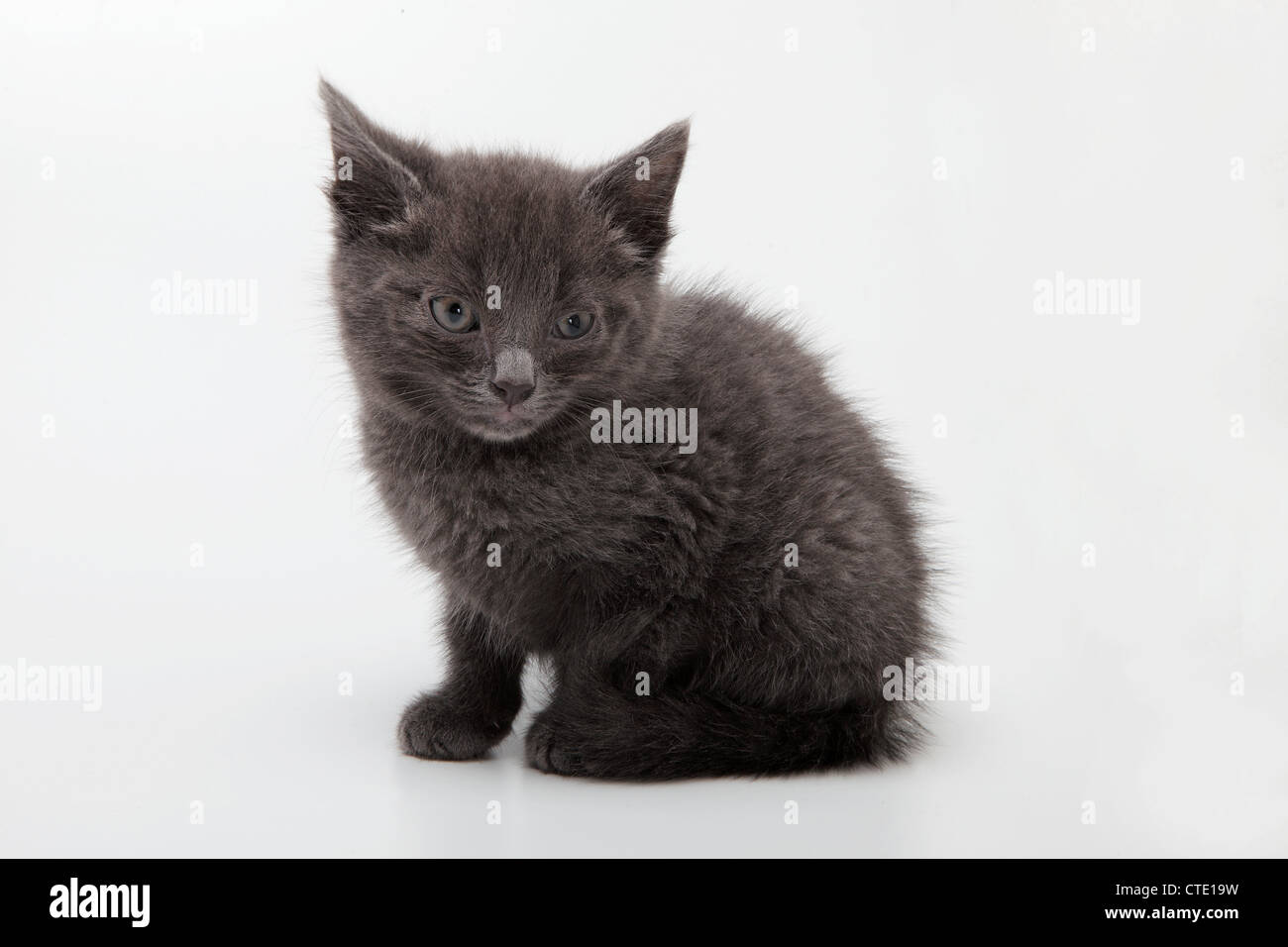 A grey kitten Stock Photo