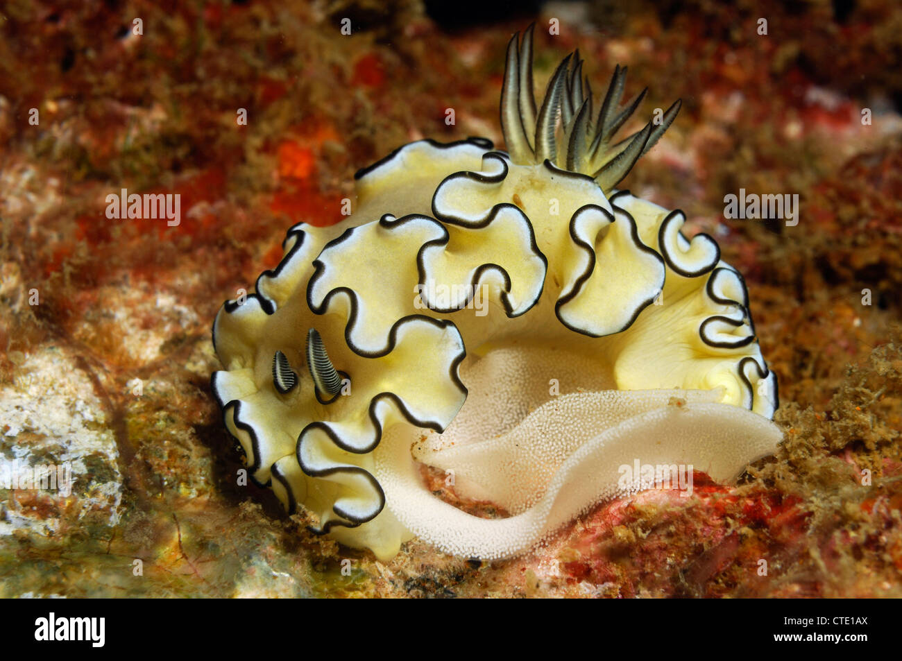 White Sea Slug laying Eggs, Glossodoris atromarginata, Phi Phi Islands, Thailand Stock Photo