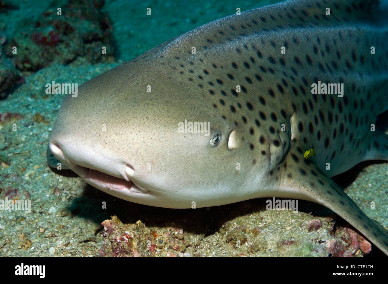 Leopard Shark, Stegostaoma varium, Phi Phi Islands, Thailand Stock Photo