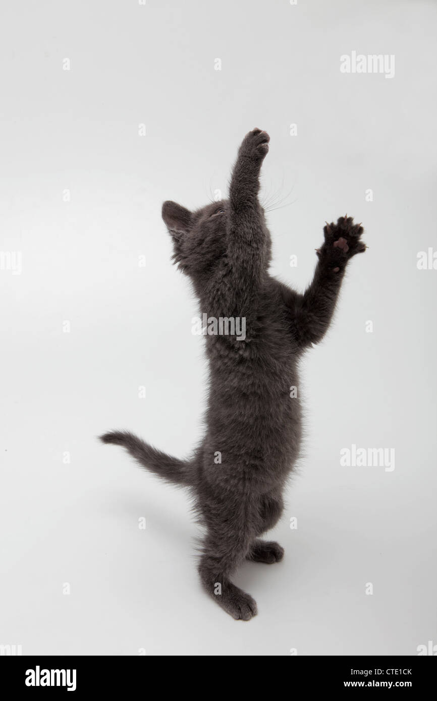 A grey kitten jumping up Stock Photo