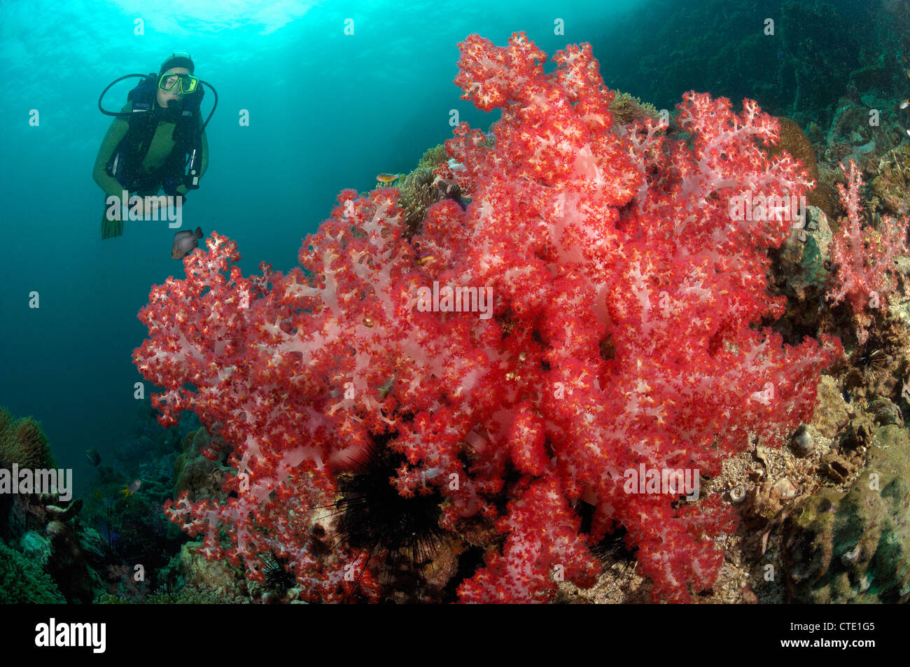 Scuba diving over Coral Reef, Phuket, Thailand Stock Photo