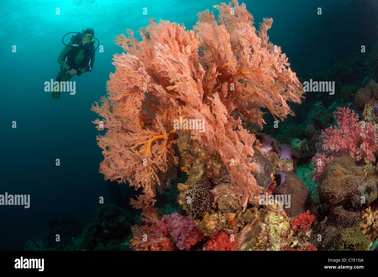 Scuba diving over Coral Reef, Phuket, Thailand Stock Photo