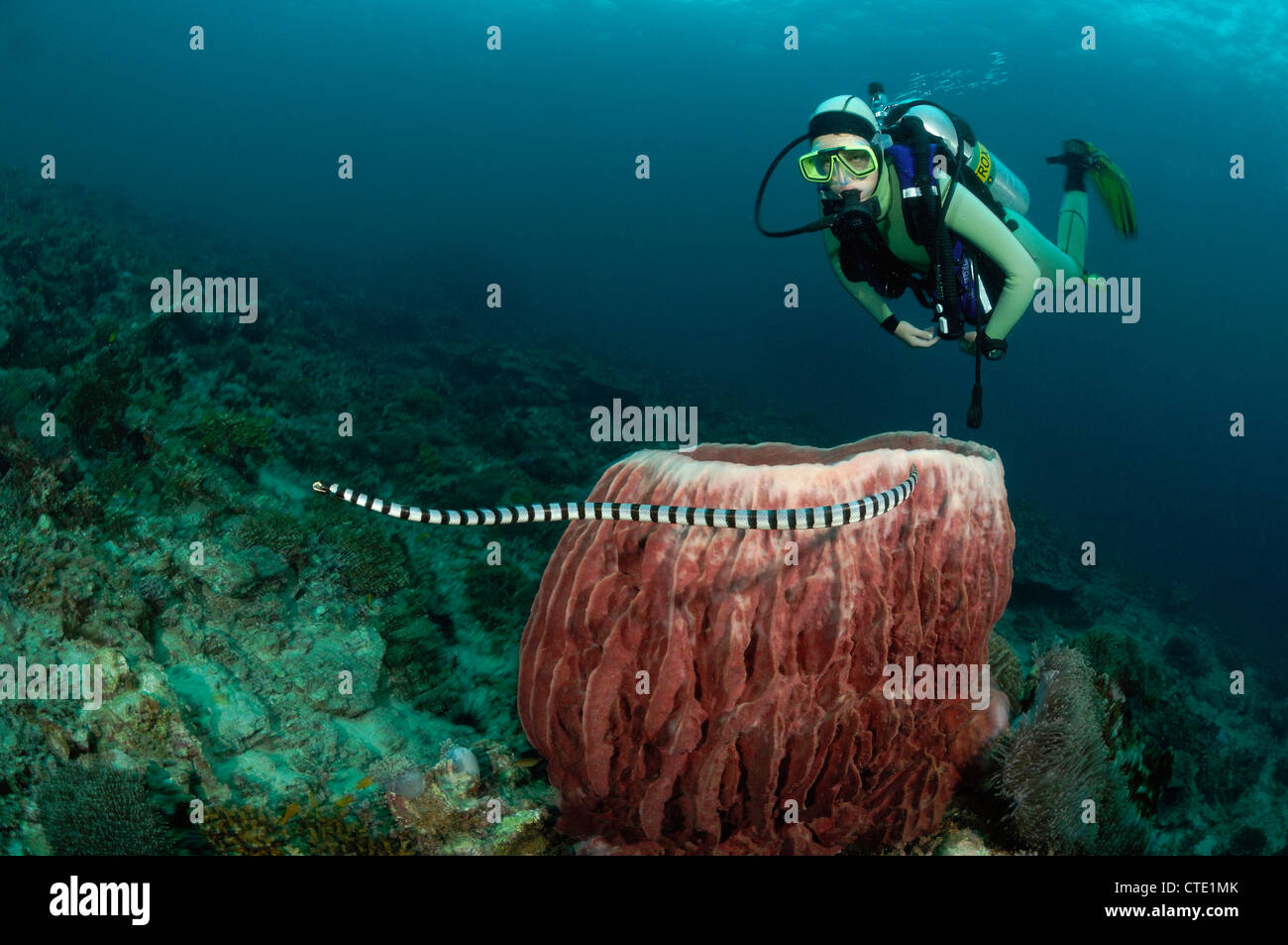 Banded Yellow-lip Sea Krait, Laticauda colobrina, Phi Phi Islands, Thailand Stock Photo