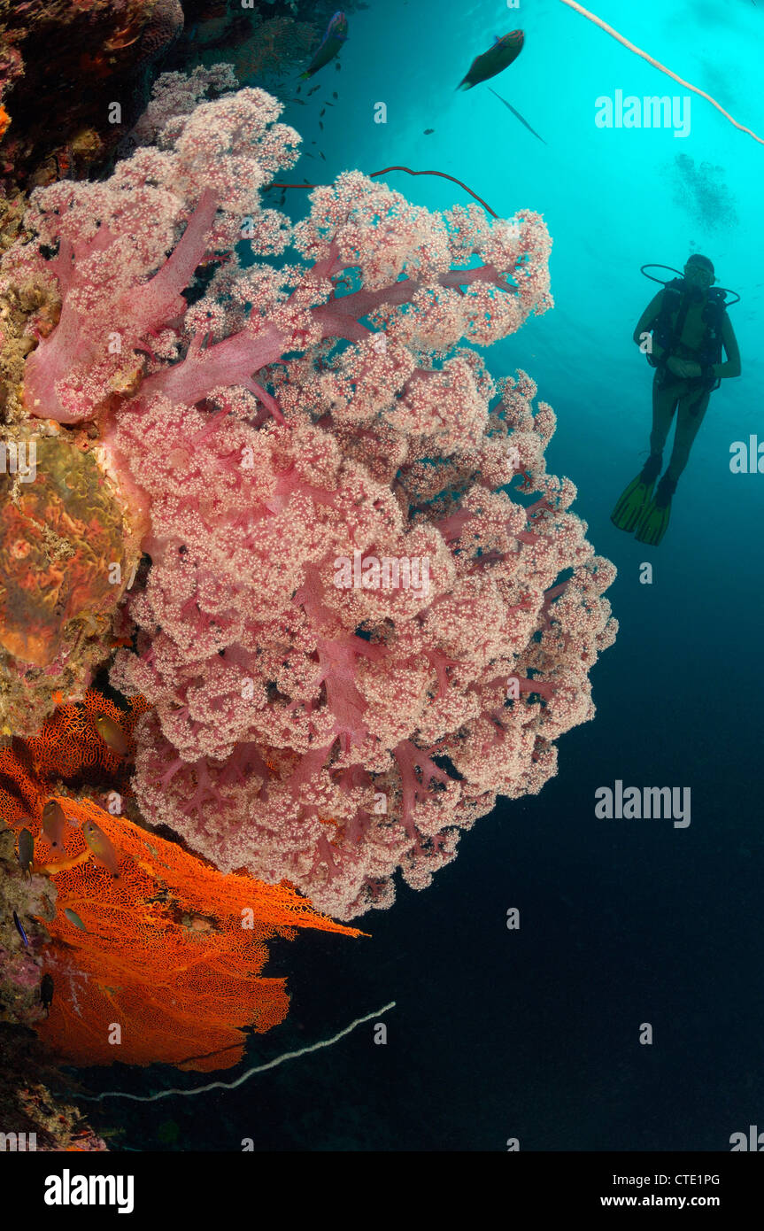 Scuba diving over Coral Reef, Phi Phi Islands, Thailand Stock Photo