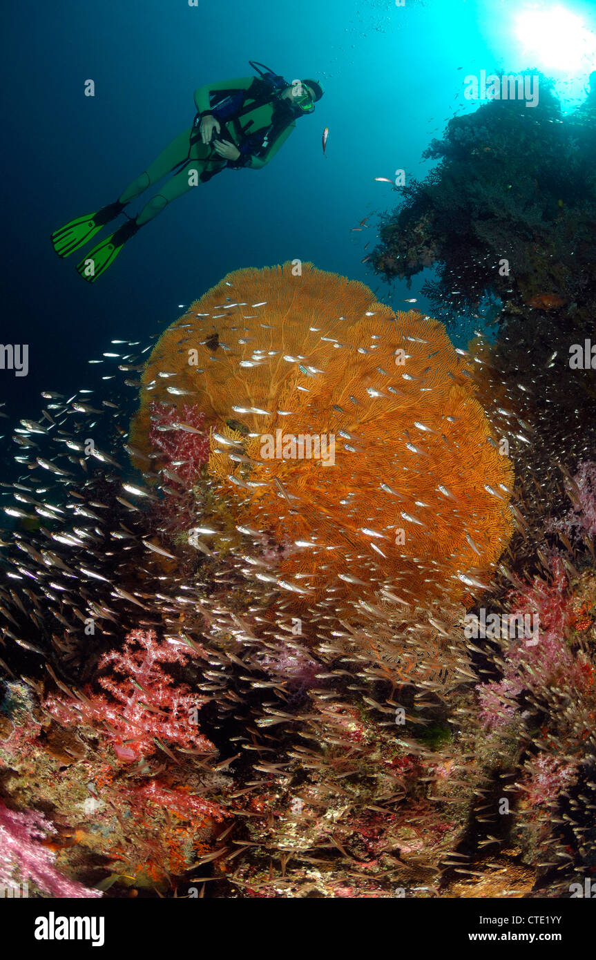 Scuba diving over Coral Reef, Similan Islands, Thailand Stock Photo