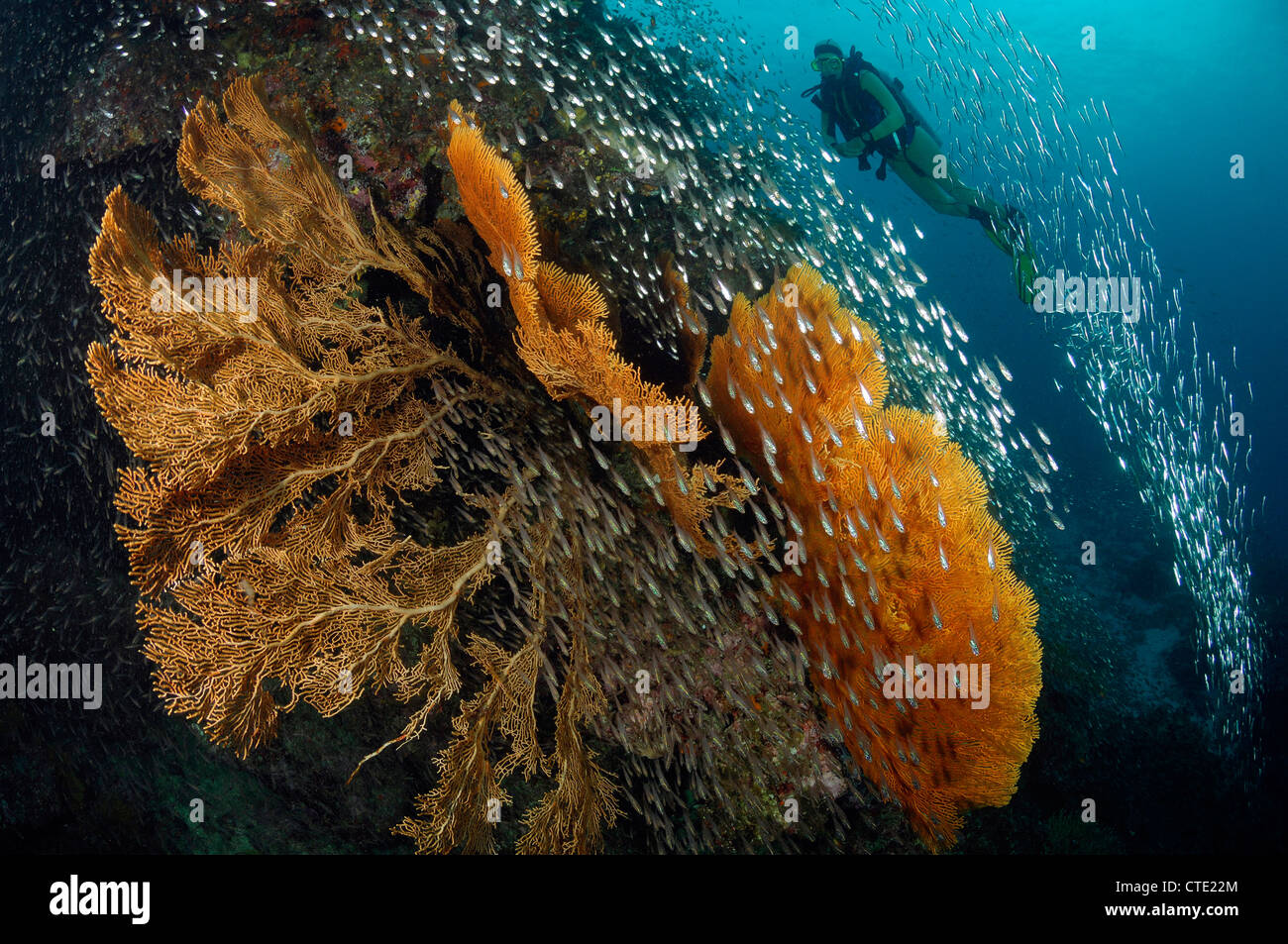 Scuba diving over Coral Reef, Richelieu Rock, Surin Islands, Thailand Stock Photo