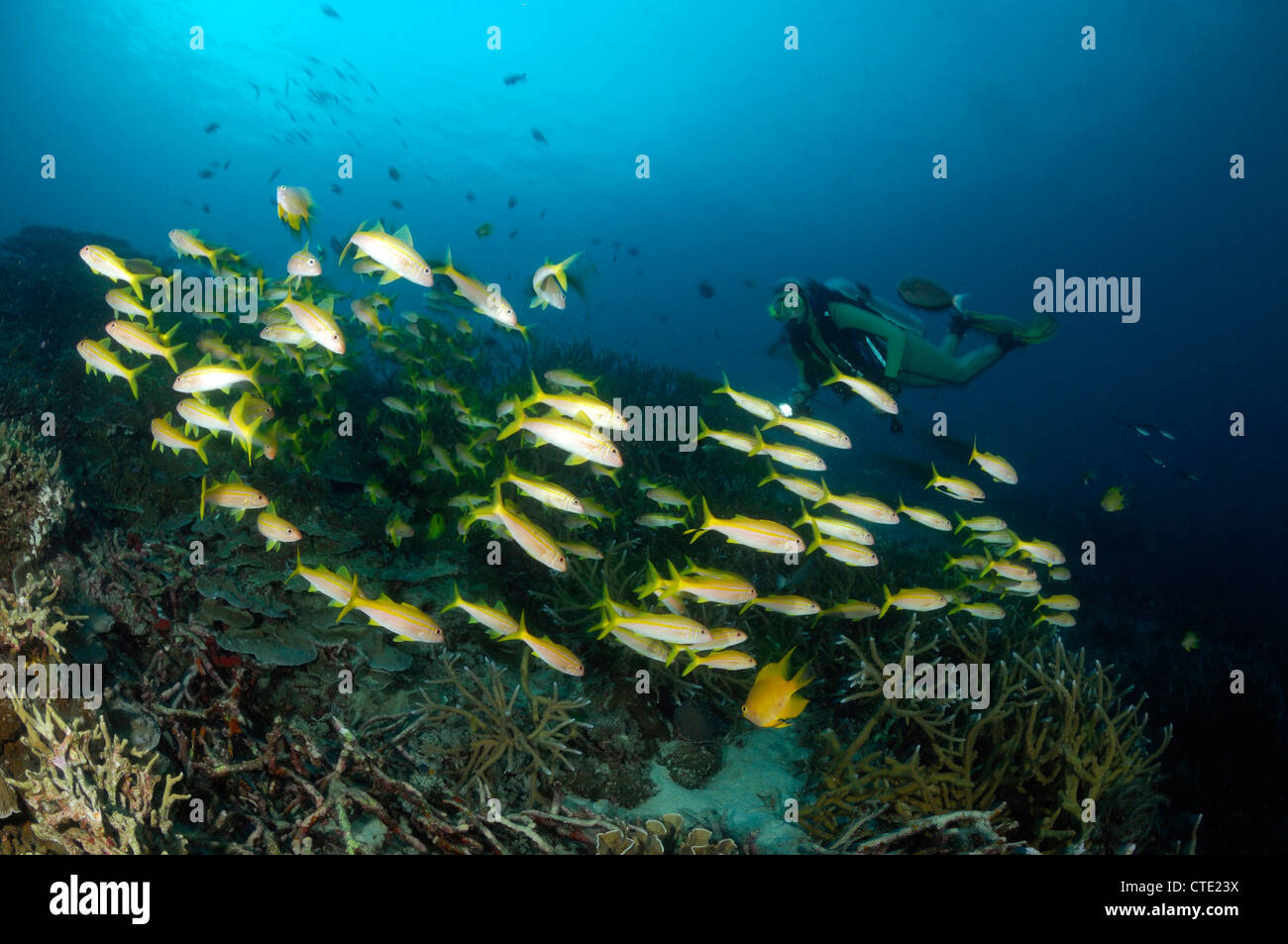 Shoal of Yellowfin Goatfish, Mulloidichthys vanicolensis, Richelieu Rock, Surin Islands, Thailand Stock Photo