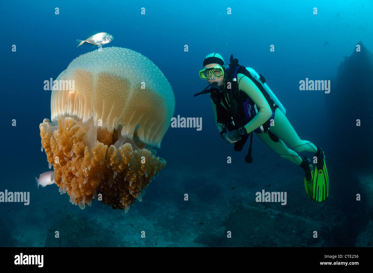 Scuba diver and Cauliflower Jellyfish, Cephea Cephea, Richelieu Rock, Surin Islands, Thailand Stock Photo