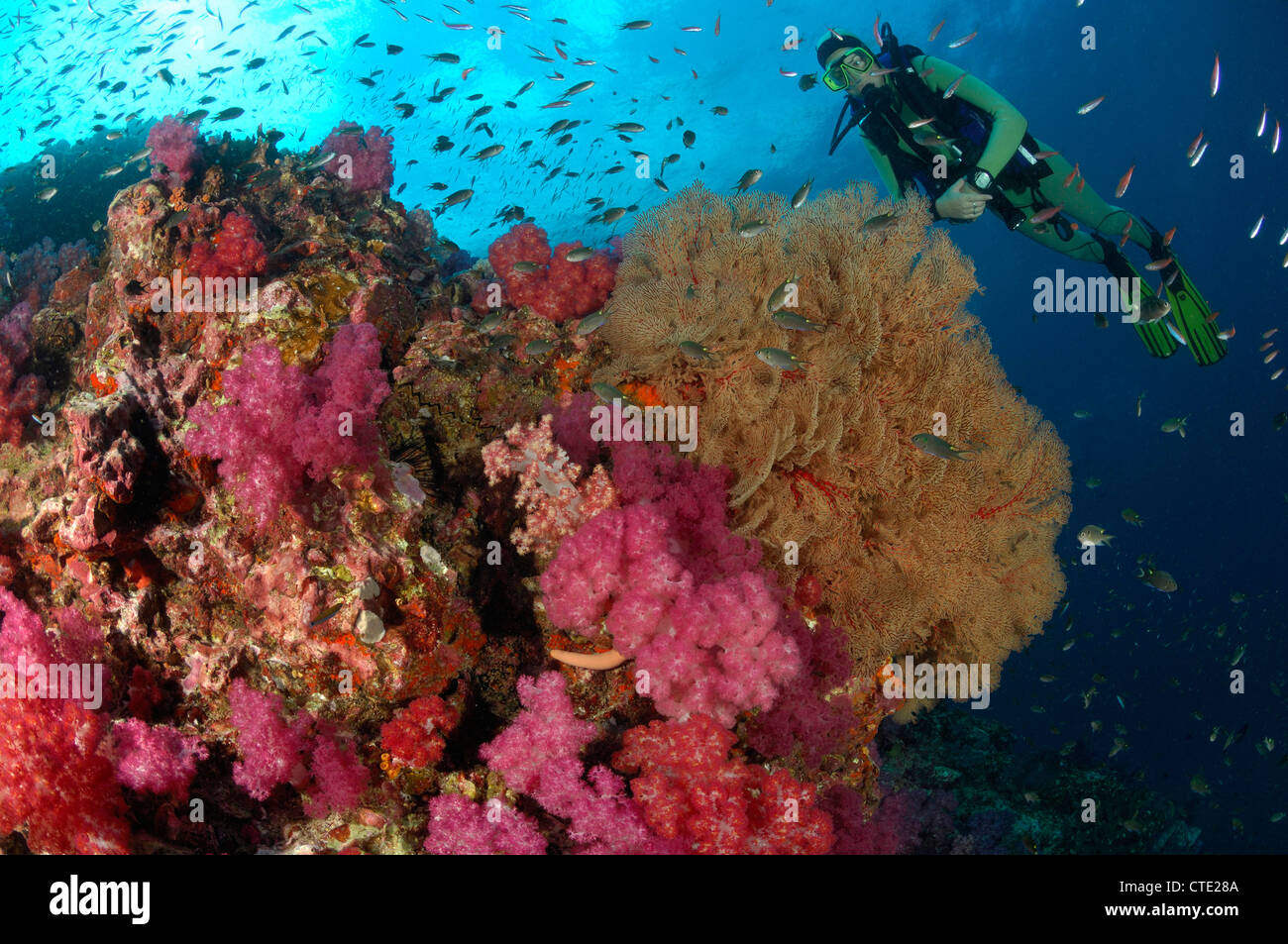 Scuba diving over Coral Reef, Richelieu Rock, Surin Islands, Thailand Stock Photo