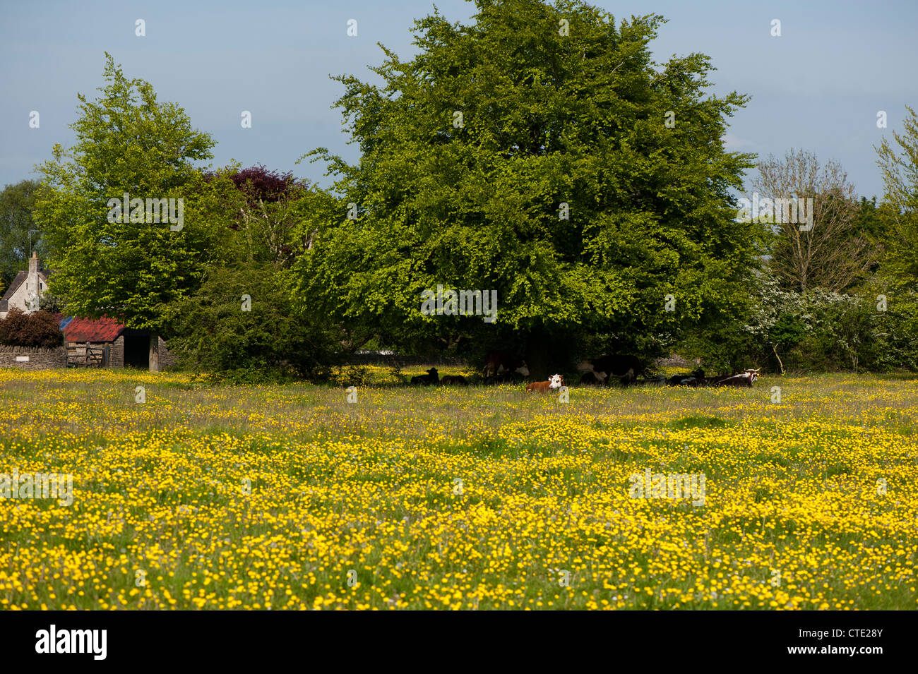 Buttercup meadow in flower in spring, Minchinhampton Common, Gloucestershire, England, United Kingdom Stock Photo