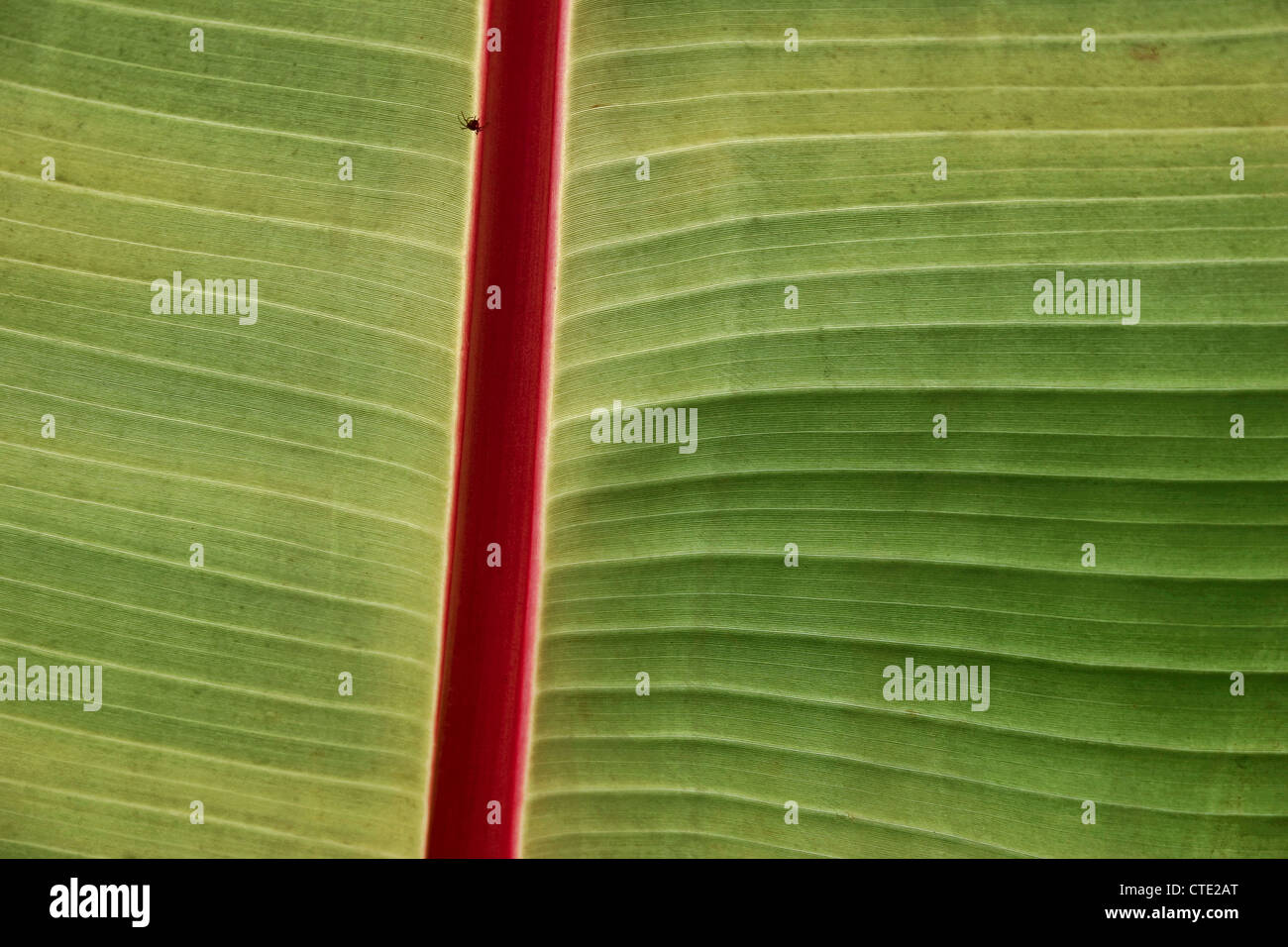 Small Spider On A Large Leaf Stock Photo Alamy Small spider on a large leaf stock photo alamy