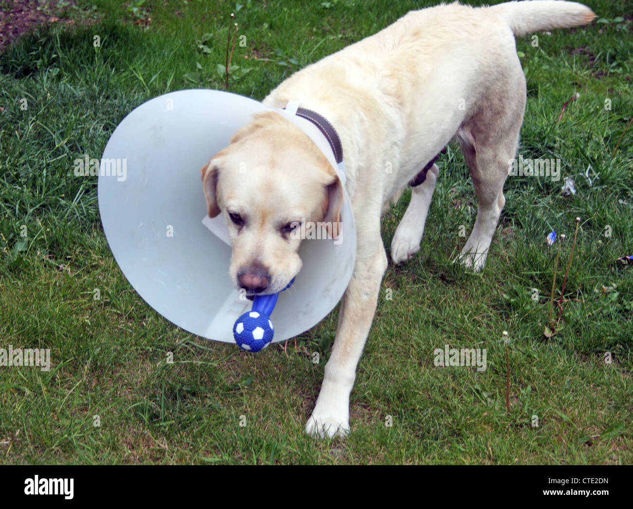 Dog cone studio hires stock photography and images Alamy