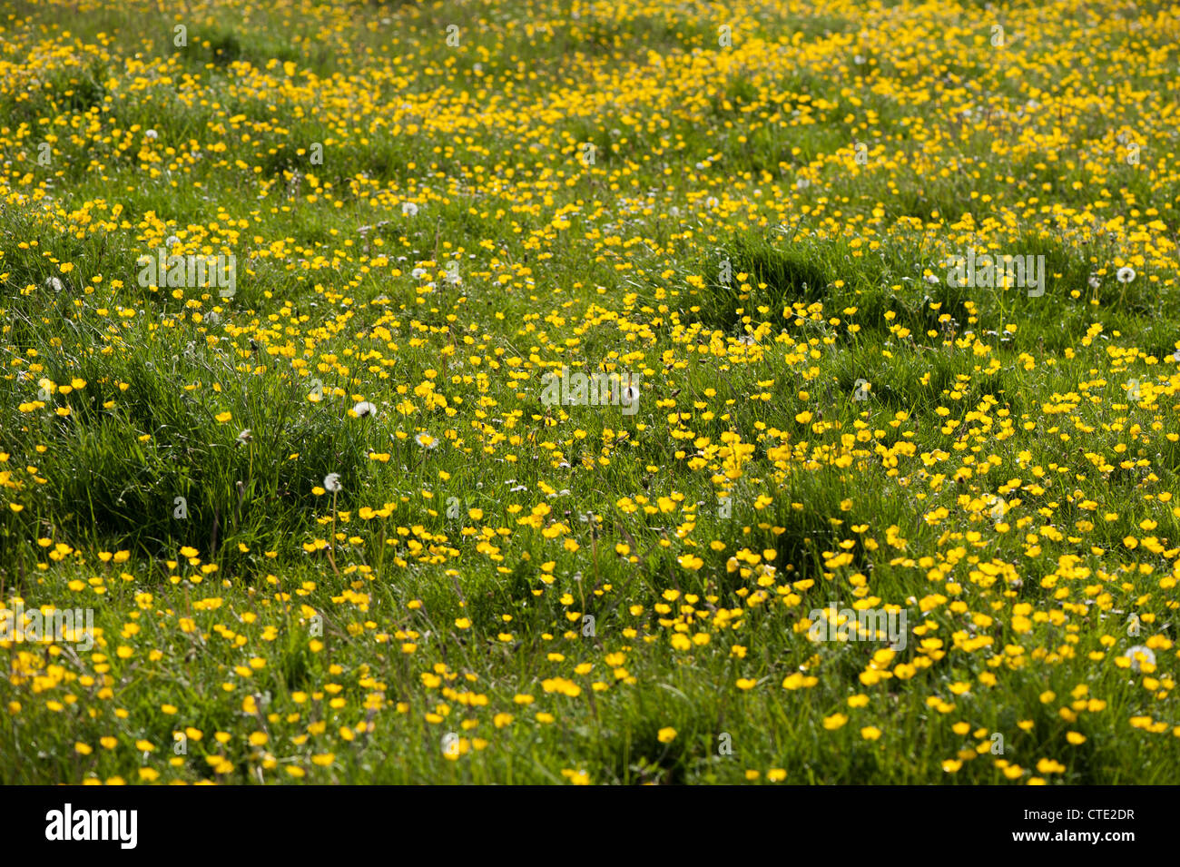 Buttercups in flower in spring Stock Photo