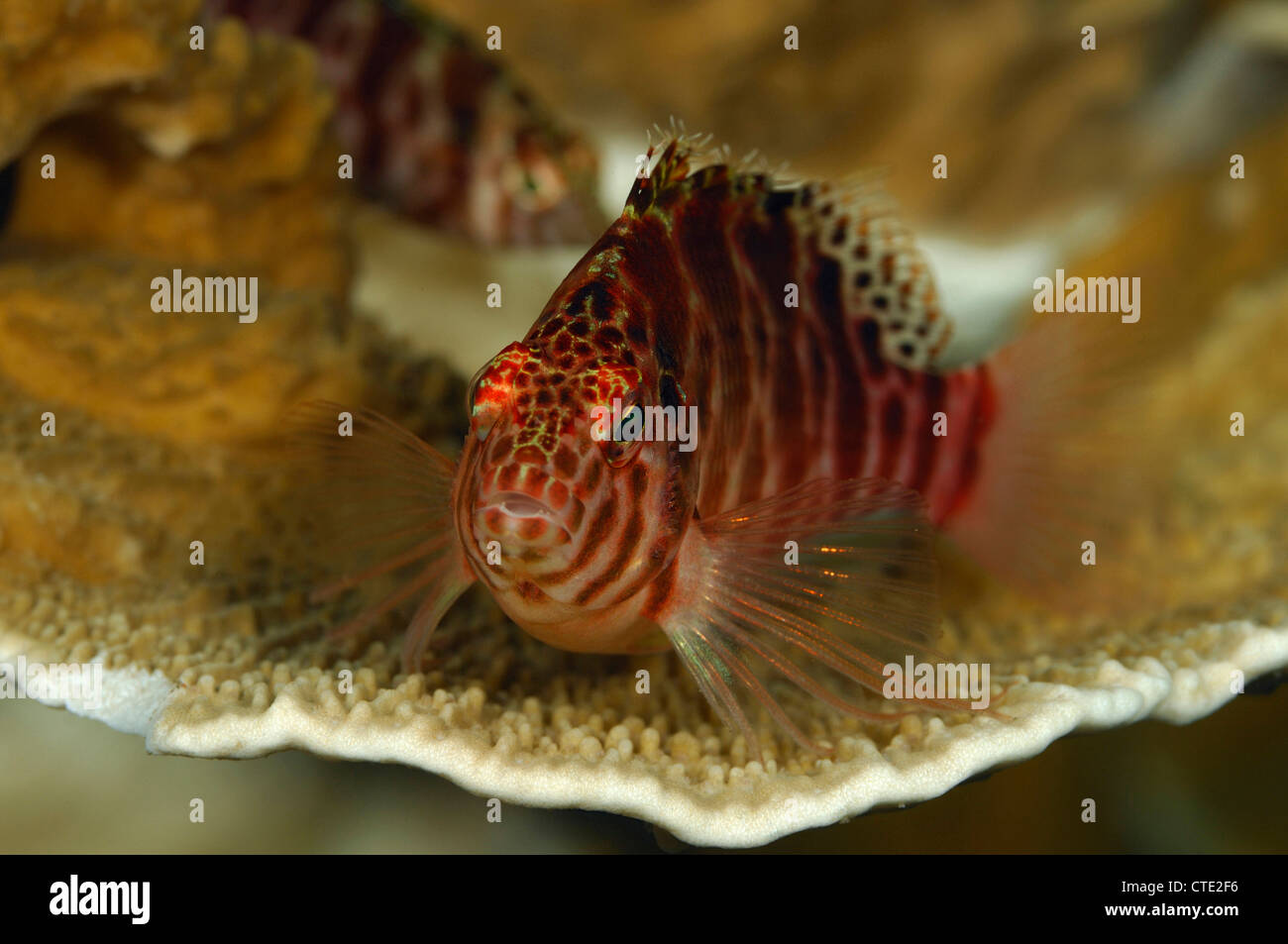 Threadfin Hawkfish, Cirrhitychthys aprinus, Bali, Seraya, Indonesia
