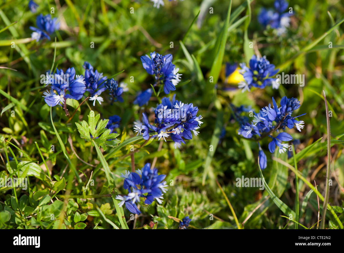 Rodborough Common Flowers Hi-res Stock Photography And Images - Alamy