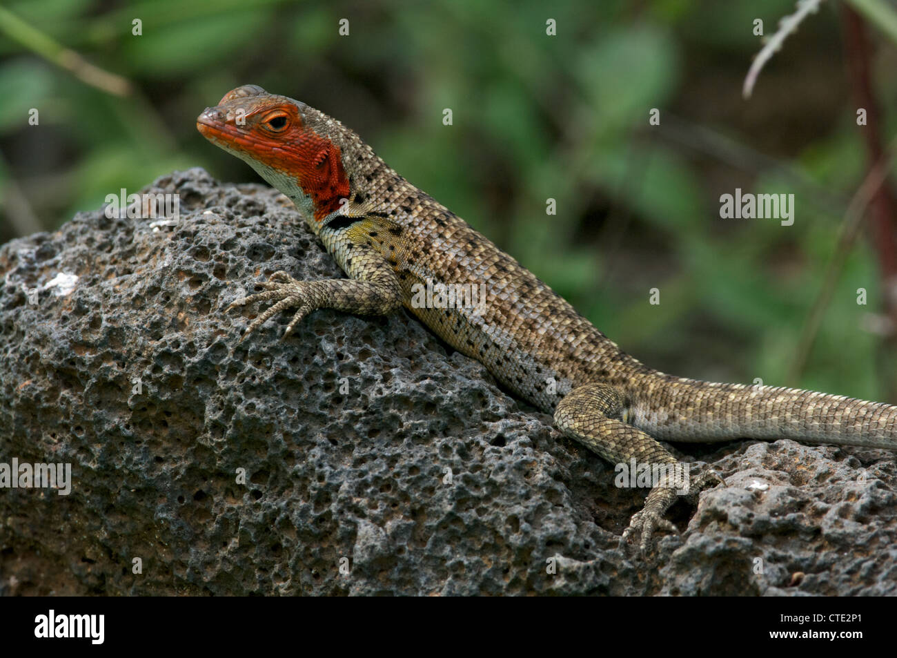 A female Floreana Lava Lizard (Microlophus grayi basks on a volcanic rock on Floreana Island, in the Galapagos Islands, Ecuador. Stock Photo