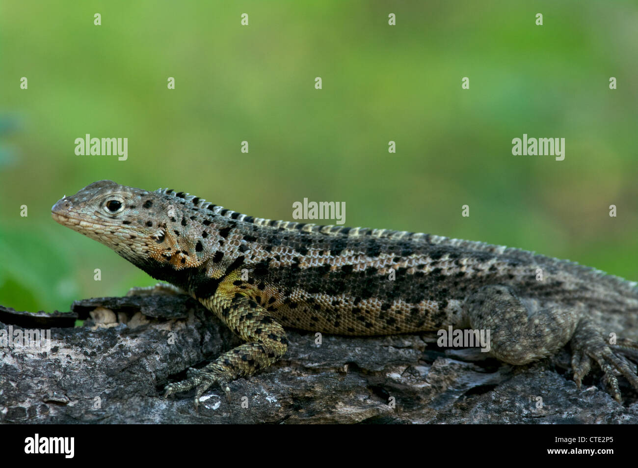 A male Floreana Lava Lizard (Microlophus grayi )basks on a volcanic rock on Floreana Island, in the Galapagos Islands, Ecuador. Stock Photo
