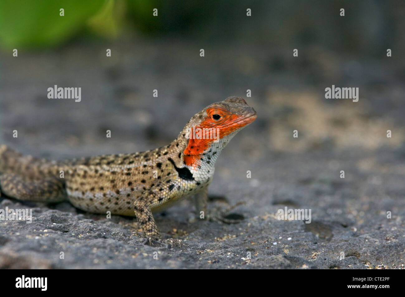 A female Floreana Lava Lizard (Microlophus grayi basks on a volcanic rock on Floreana Island, in the Galapagos Islands, Ecuador. Stock Photo