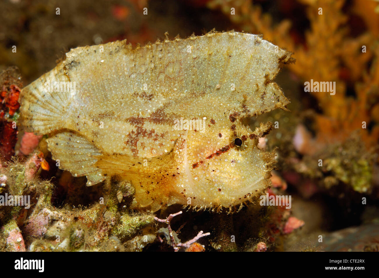 Yellow Leaf Fish, Taenianotus triacanthus, Bali, Seraya, Indonesia