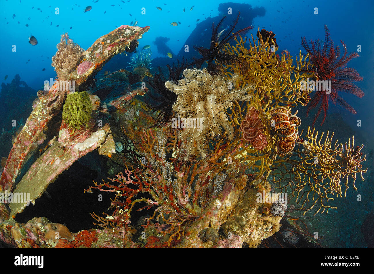 Corals growing at Liberty Wreck, Bali, Tulamben, Indonesia Stock Photo