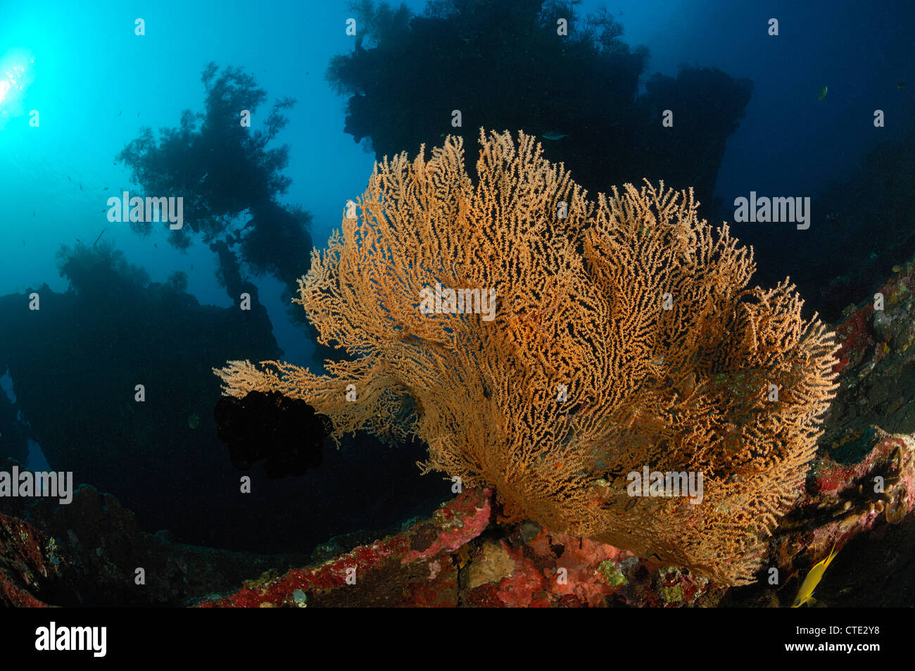 Corals growing at Liberty Wreck, Bali, Tulamben, Indonesia Stock Photo